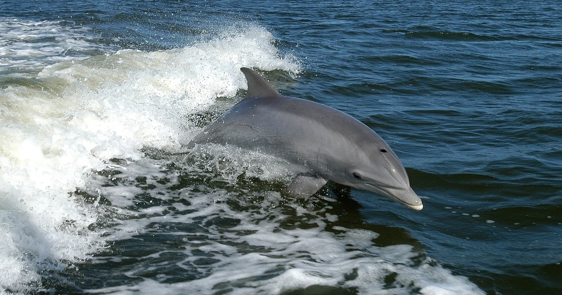Panama City Beach Dolphin & Snorkeling Tour • Boat Name: Gabriele" - Up to 13 Passengers (Split Charters or Private) 2 hours"