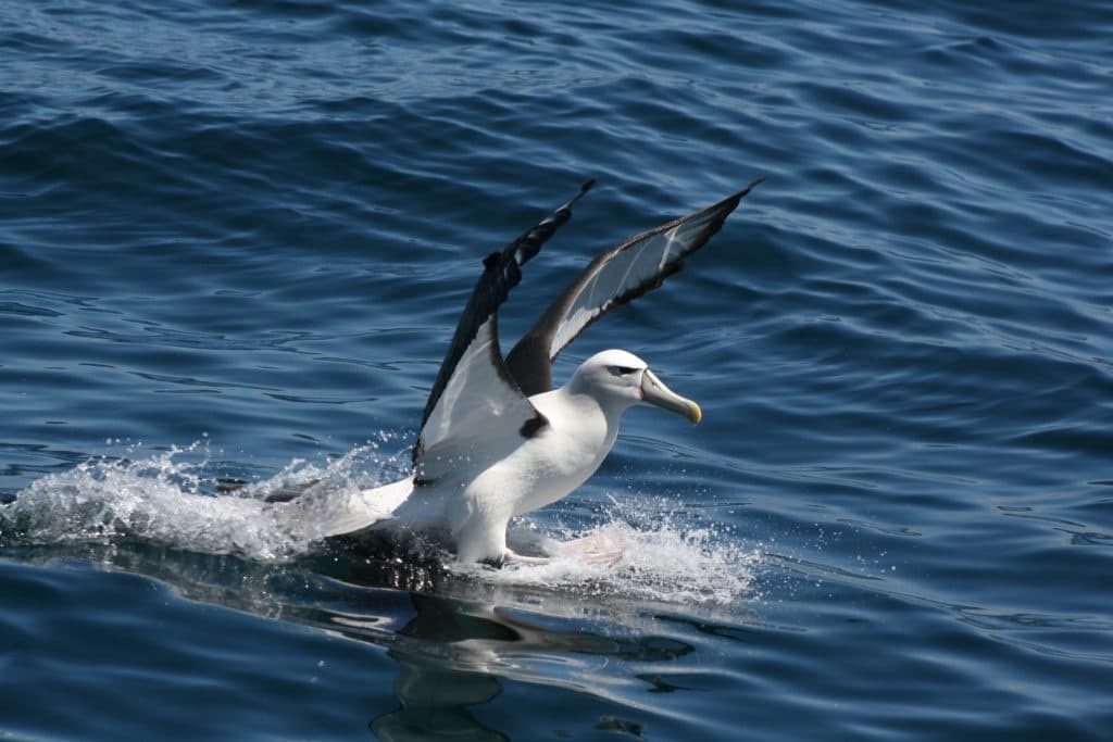 Stewart Island Pelagic Wildlife Tour