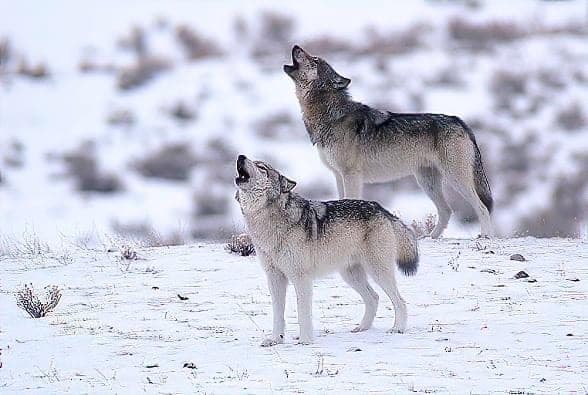 Winter Wildlife Safari in Yellowstone National Park