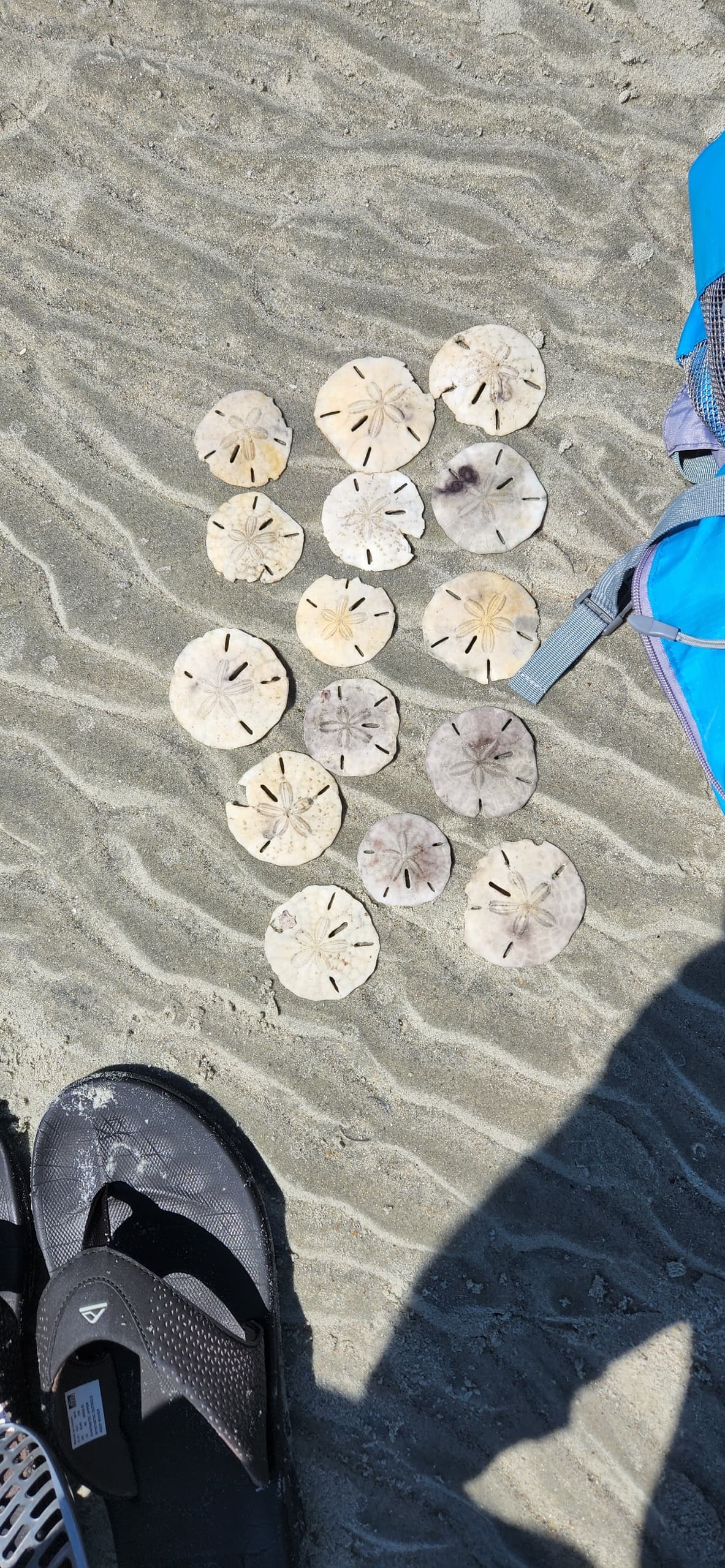 A 3-Island Tour: Sand Dollars, Wild Horses, and a Lighthouse!!