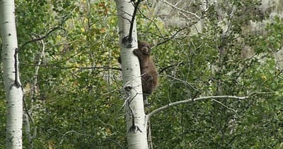 Yellowstone Half-Day Van Tour