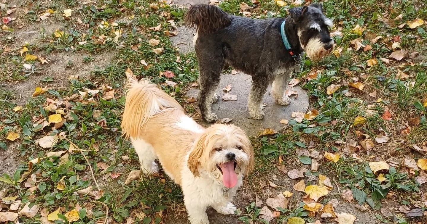 Small Dogs x 2 Sharing