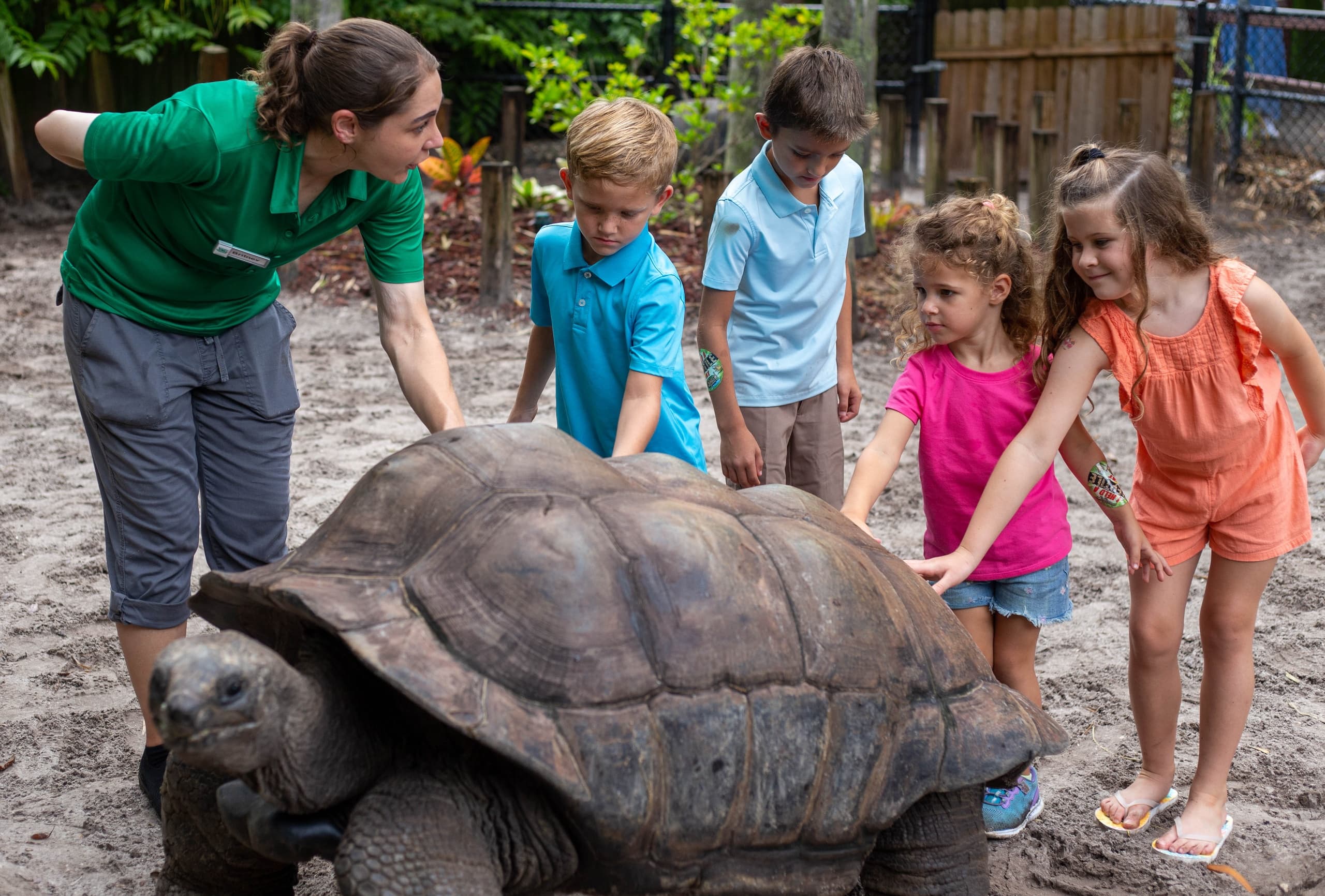 Aldabra Tortoise Interactions