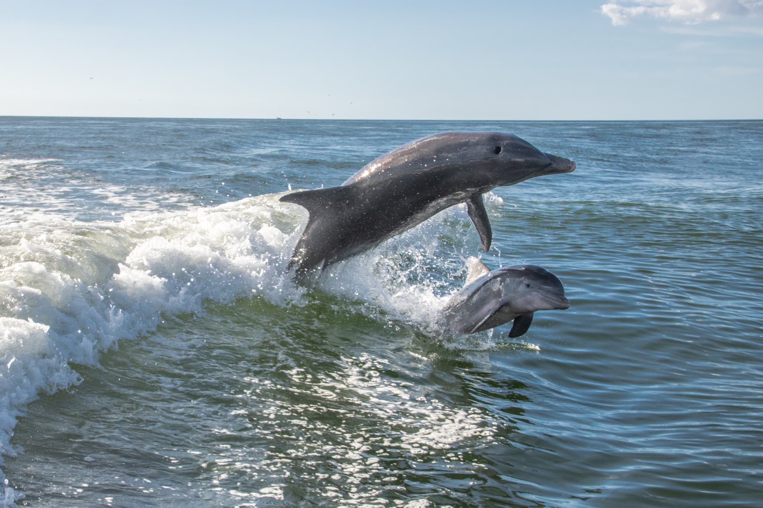 Dolphin & Wildlife Adventure Cruise