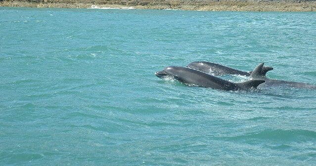 Snorkel & Beach Dolphin Cruise