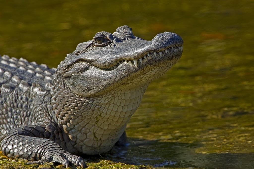 Large Airboat Swamp Tour