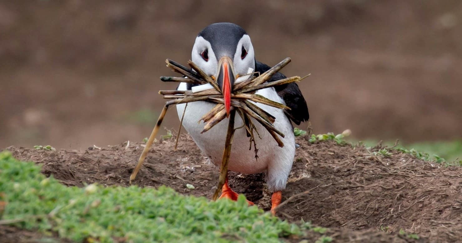Puffin Island Wildlife Adventure