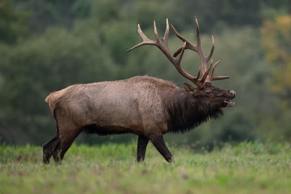 Yellowstone Full Day Private Tour