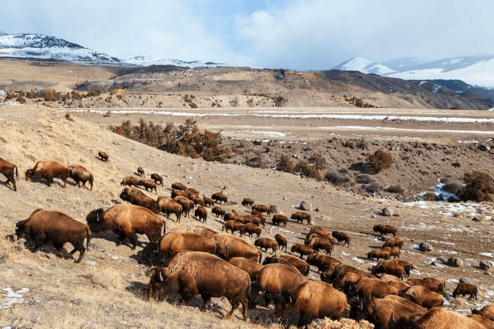 Yellowstone Multi-Day Photography Tour & Wildlife Safari - 2 Days