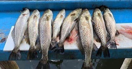 Full Day Fishing (6 Hrs)