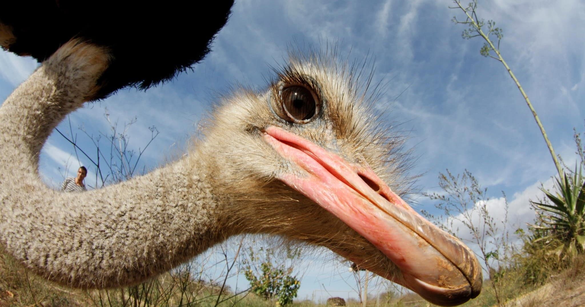 Mallorca Ostrich Farm Experience
