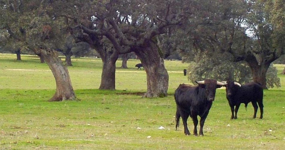 Excursión a una ganadería de toros bravos