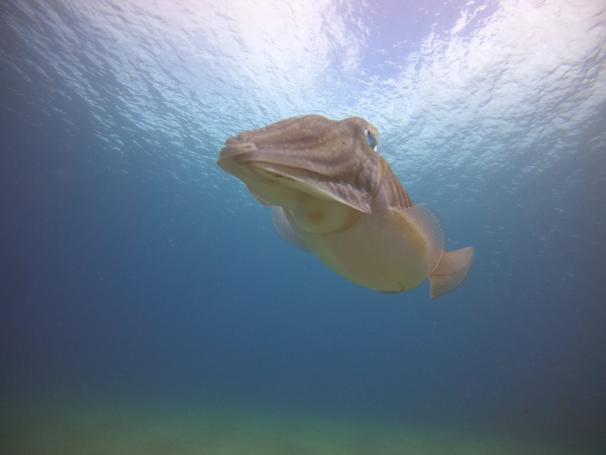 One Dive