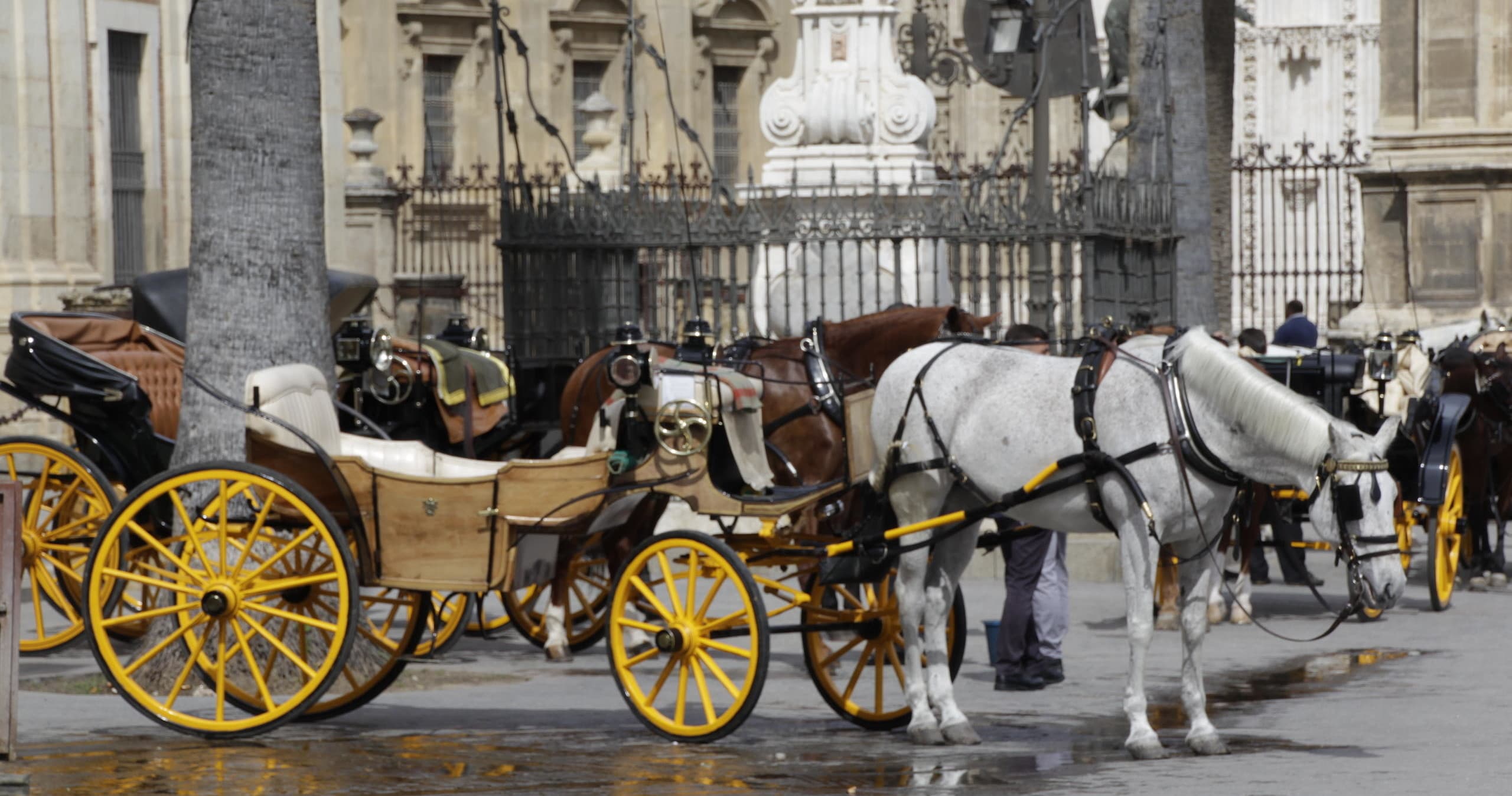 Tour en coche de caballos en Sevilla