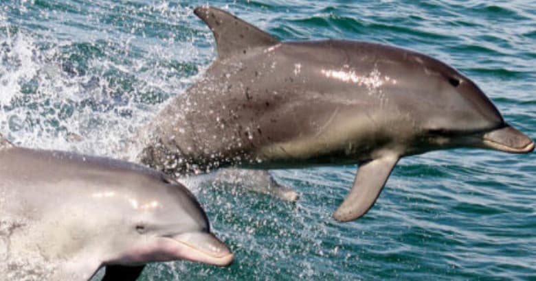 2.5 Hour Dolphin/Beachcomb Tour