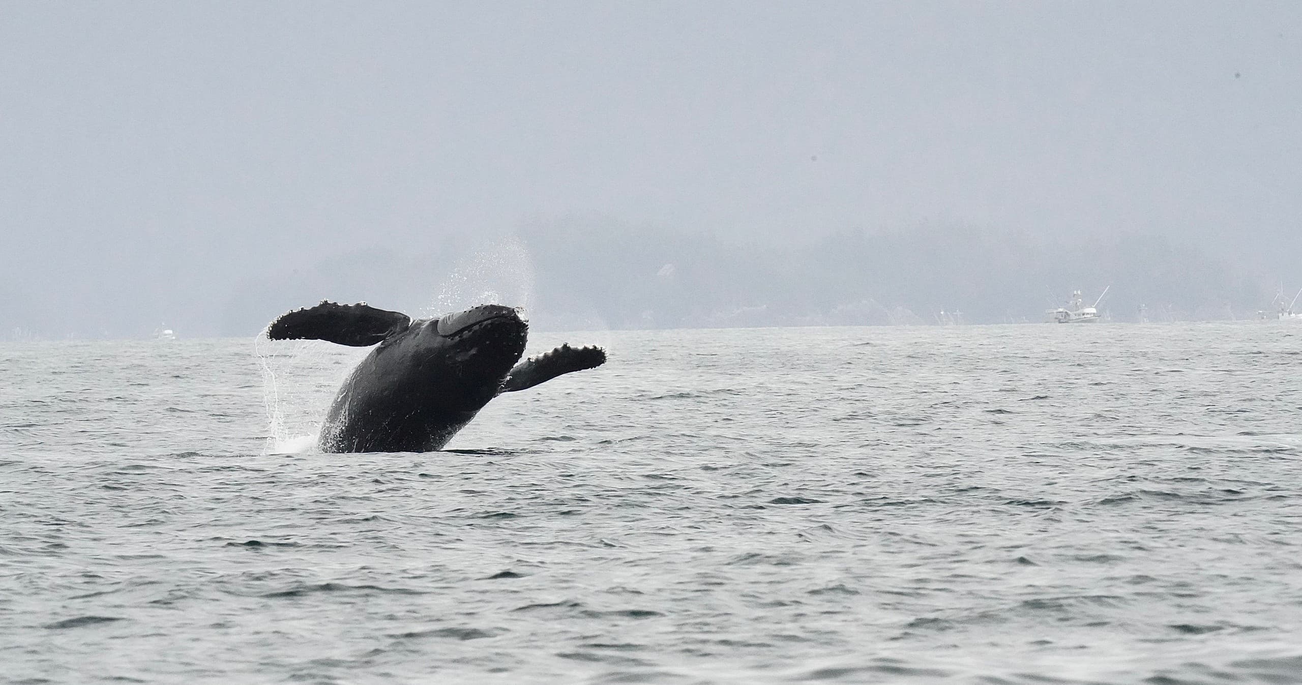Two-Hour Wildlife Adventure