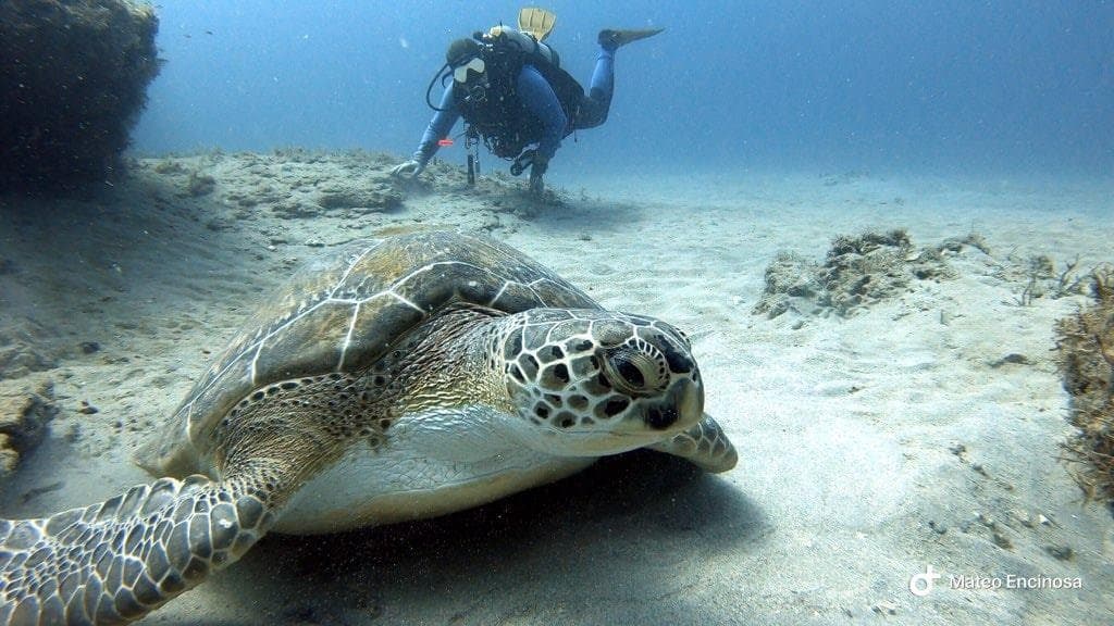 Reefs and Ledges Two Tank Dive