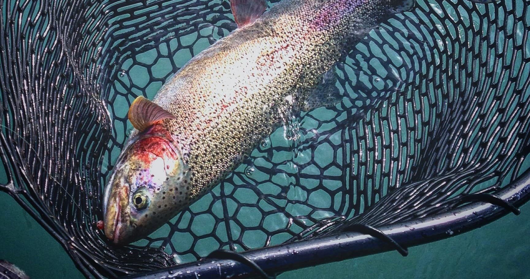 Kenai River | Rainbow Trout Full Day