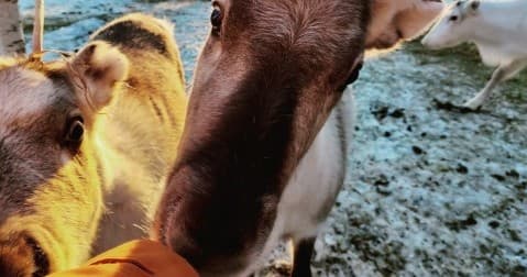 [F3] Reindeer Paddock Visit (1h)