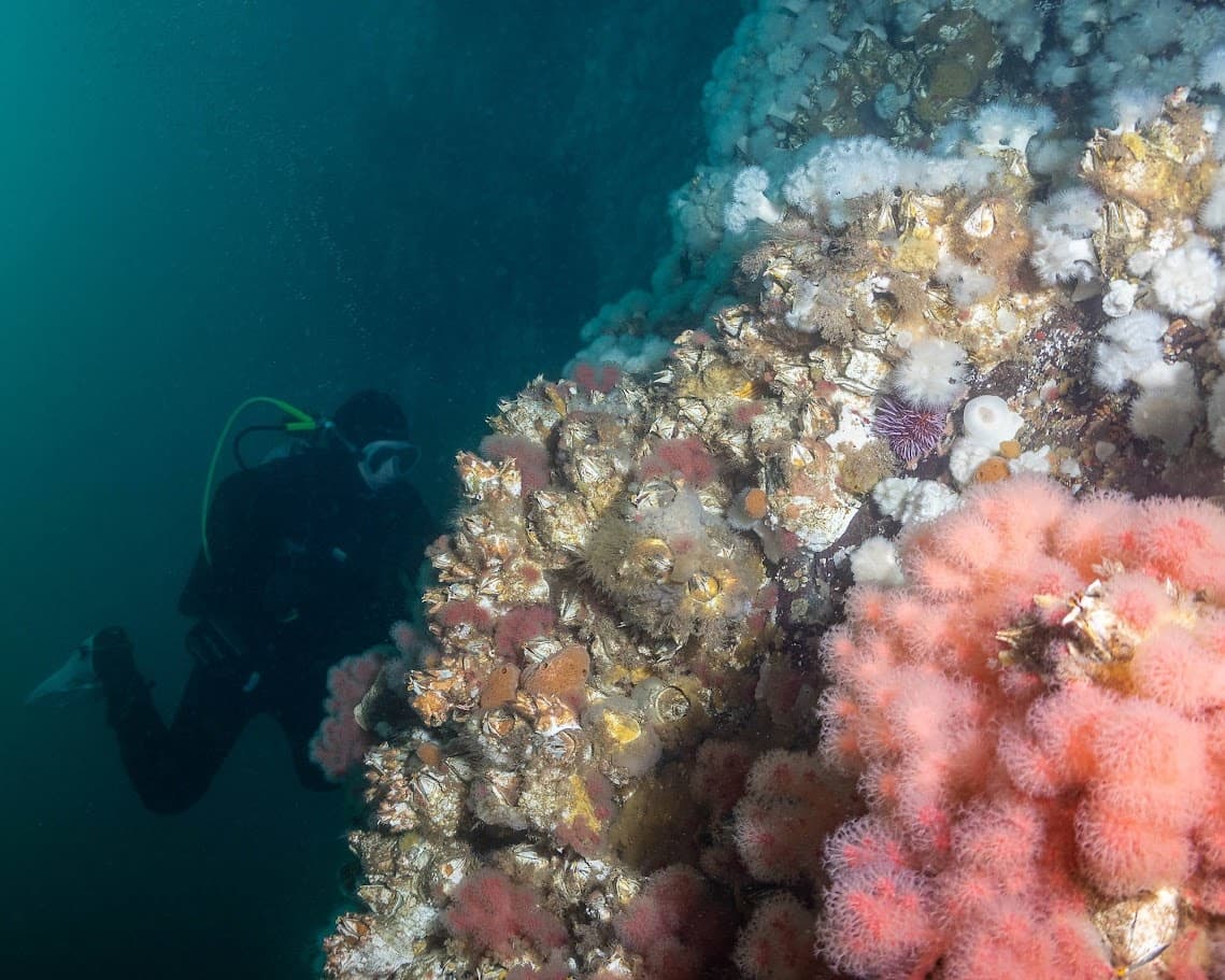 Deep Diver Specialty
