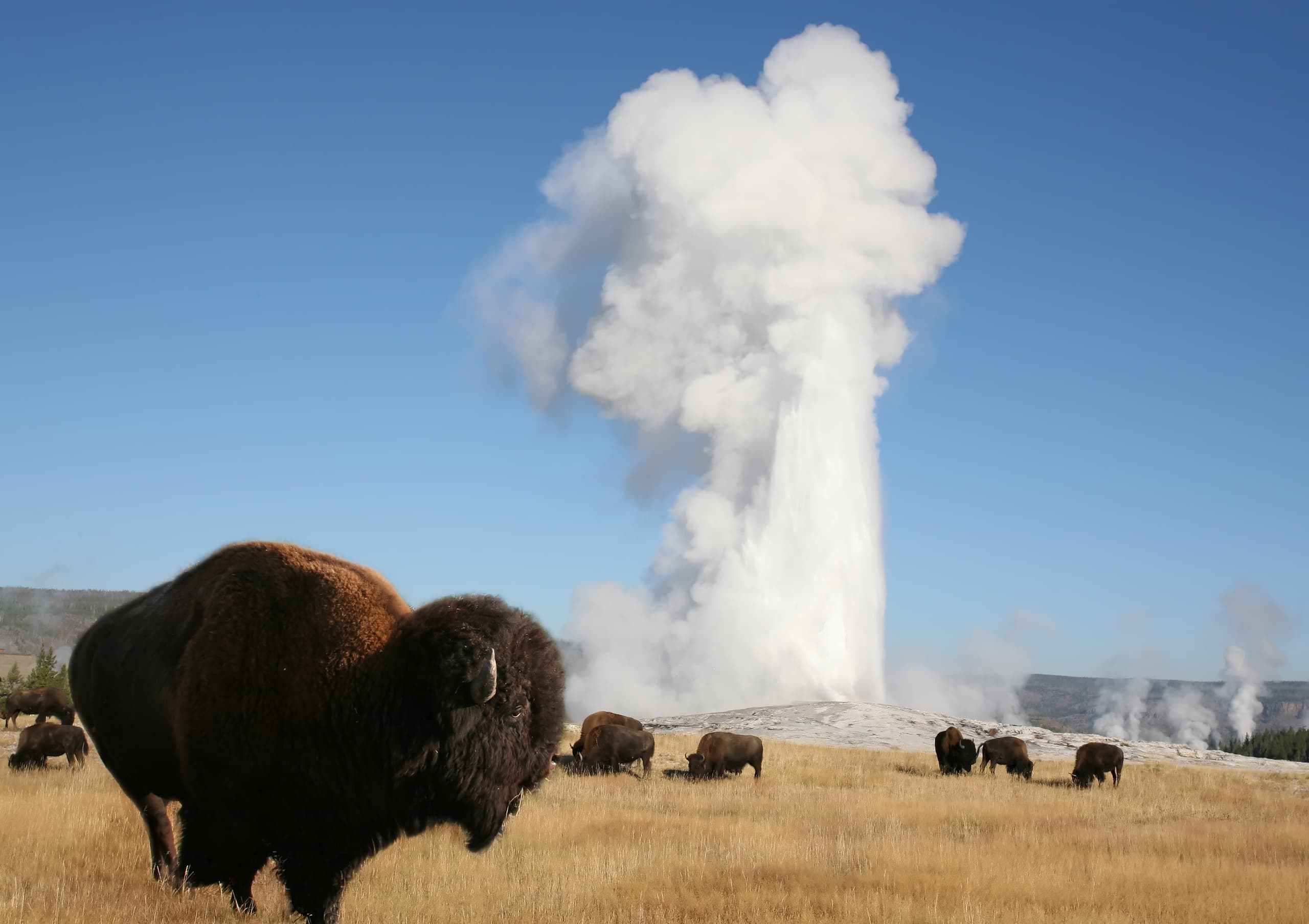 Yellowstone Full Day Tour
