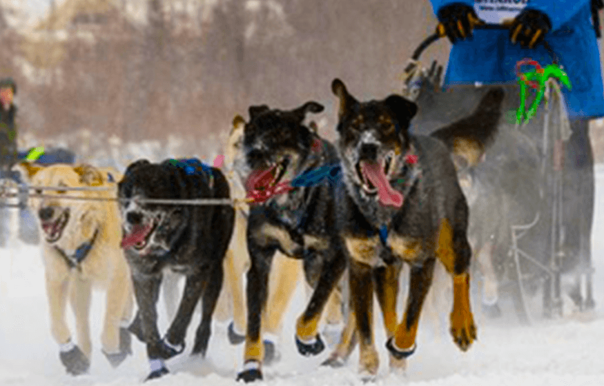 Dog Sledding & Mushing at MARTIN BUSER's Training Compound