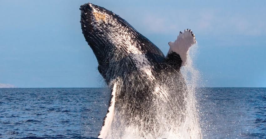 Kona Whale Watch