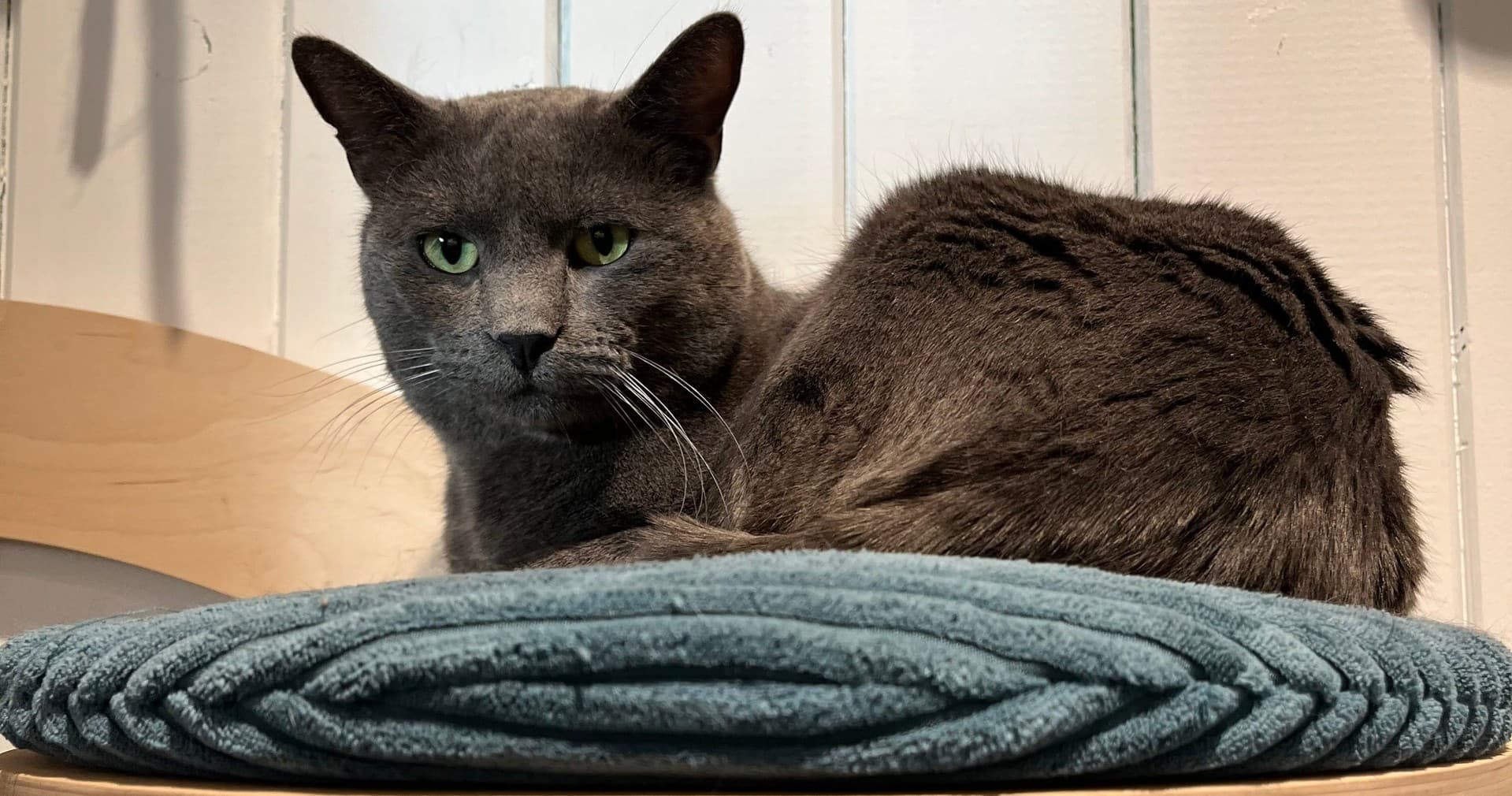 Cat Lounge Session