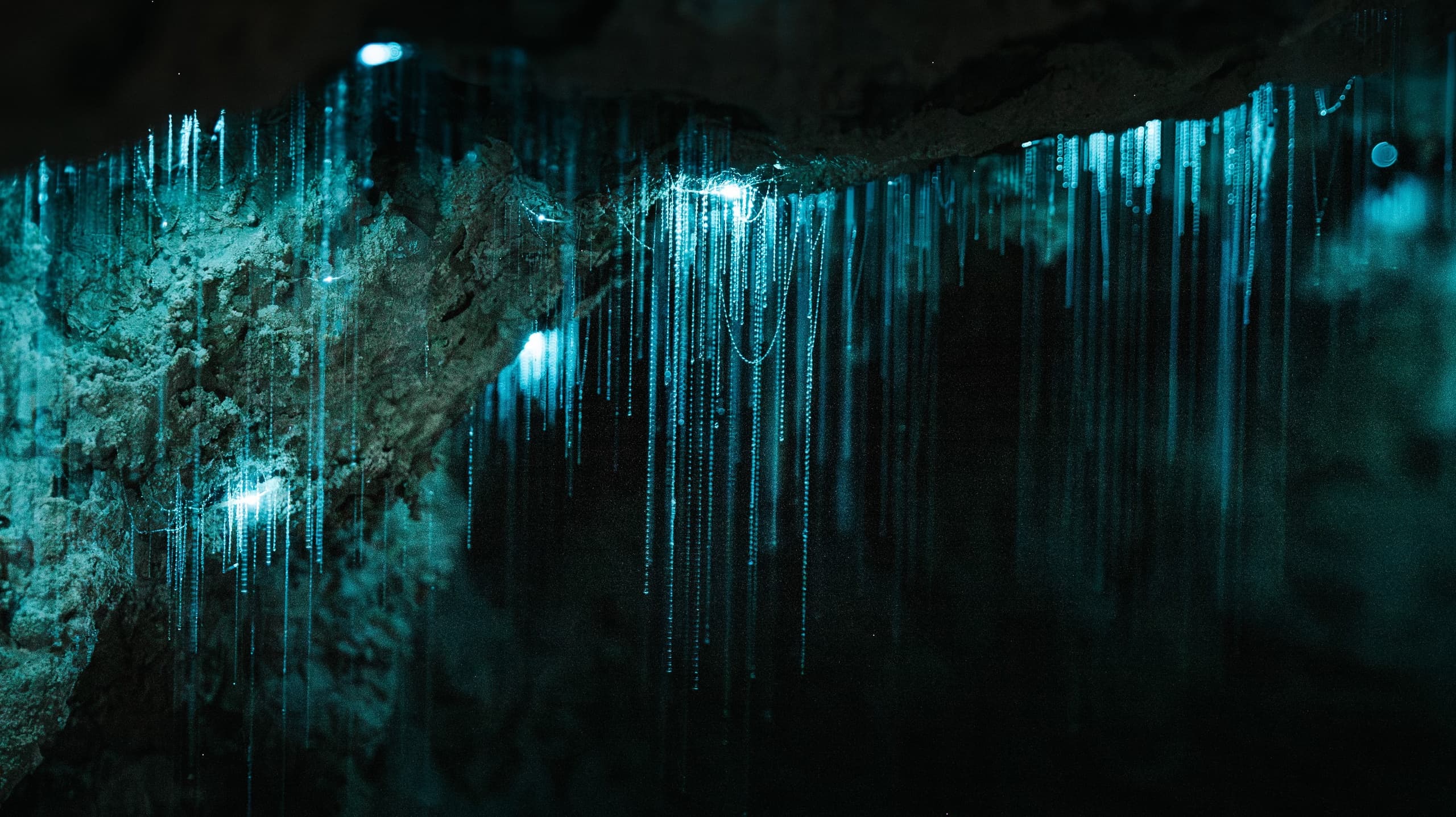 Milky Way Glow Worm Cave Tour