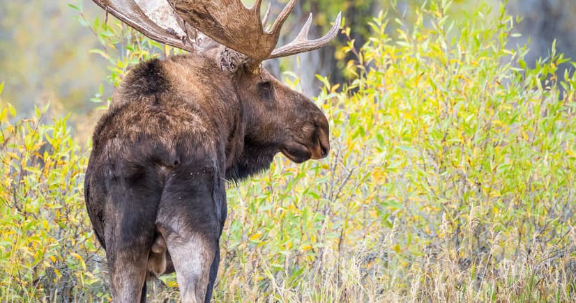 Classic Yellowstone NP – Lower Loop Tour departs Jackson WY or West Yellowstone MT