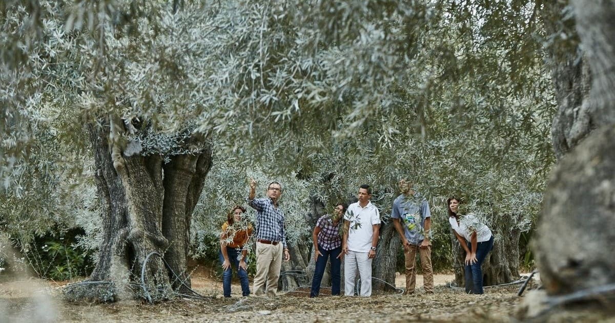 Olive Oil & Picnic Experience