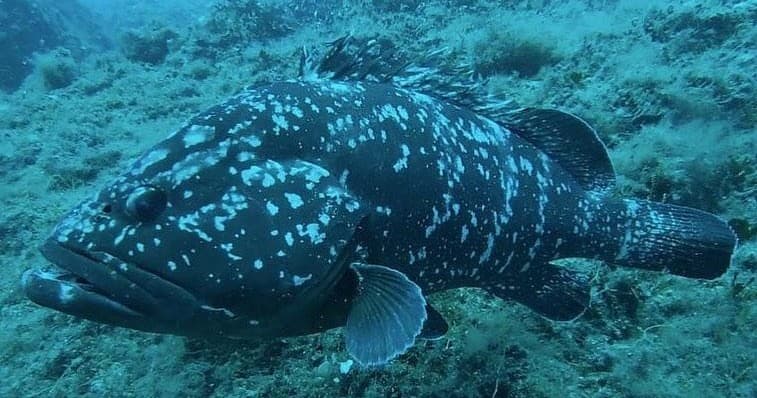 Corso Scuba Diver