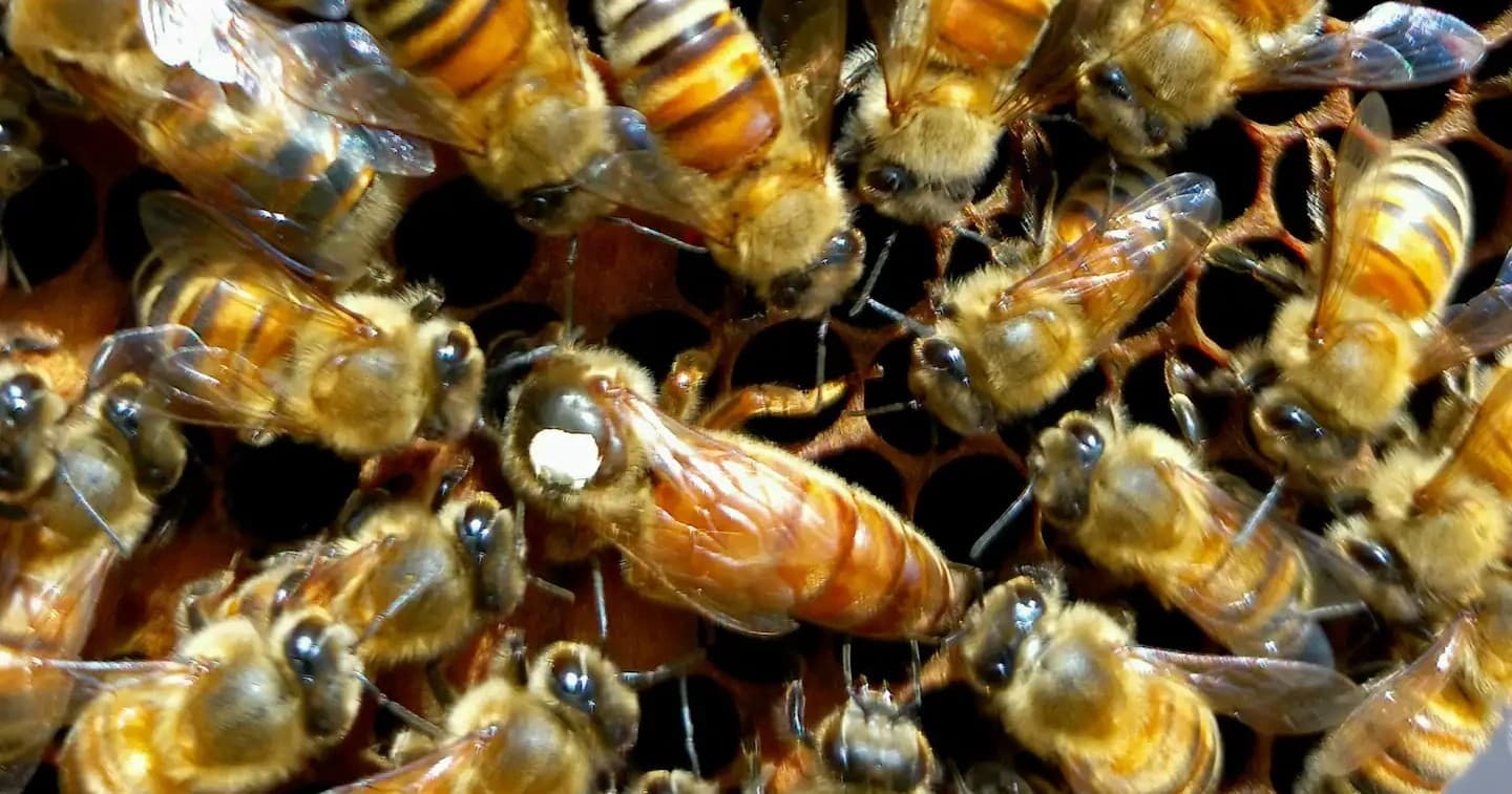 Tuscany Beekeeping Experience