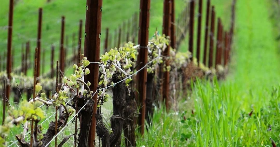 Private Customized Willamette Valley Wine Maker Hosted Tour with Lunch