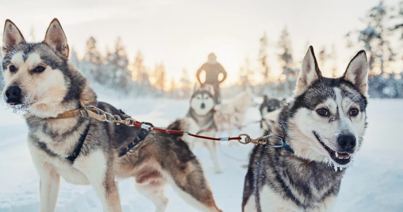Husky Safari 2hrs (9:15am)
