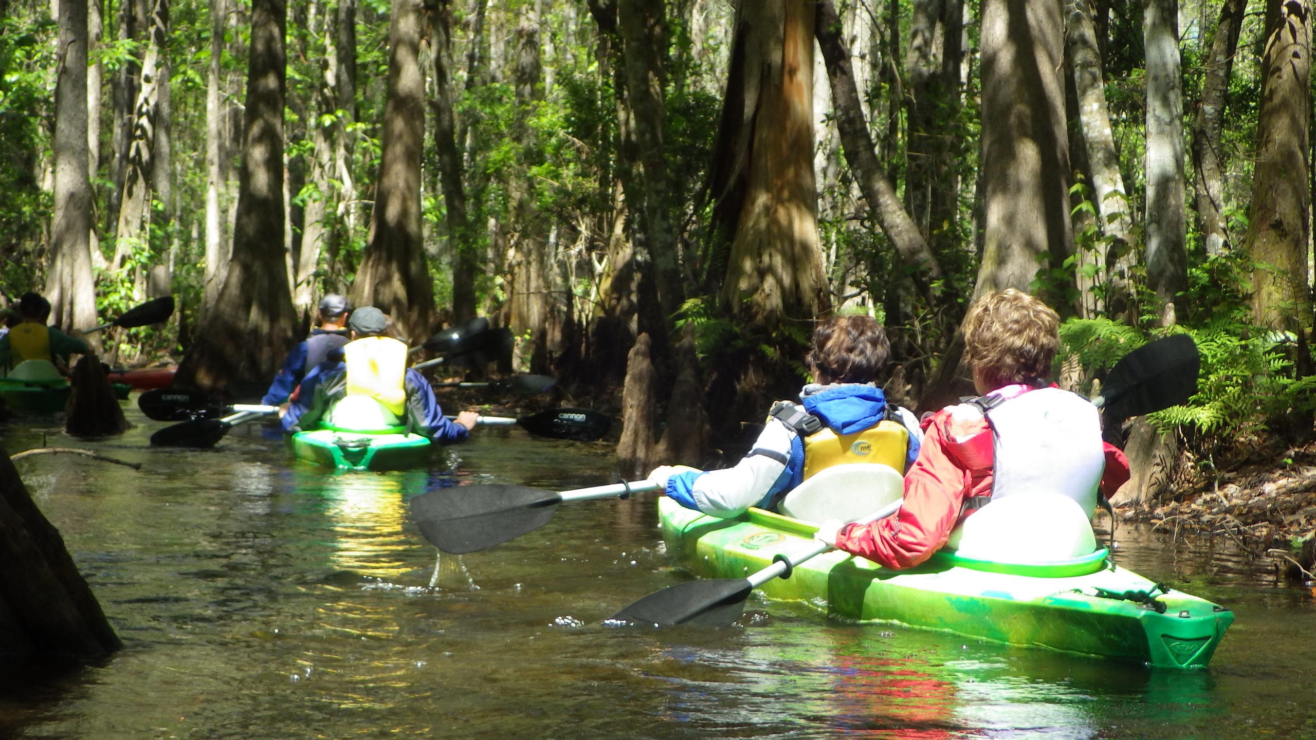 Cypress Forest Guided Kayak Nature Eco-Tour