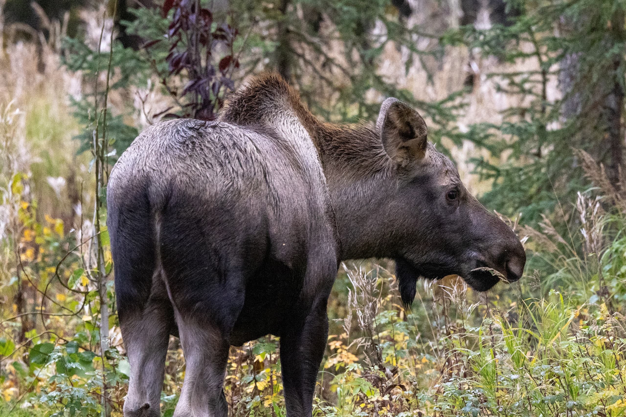 Sightseeing Tour Kasilof River- Soldotna, AK