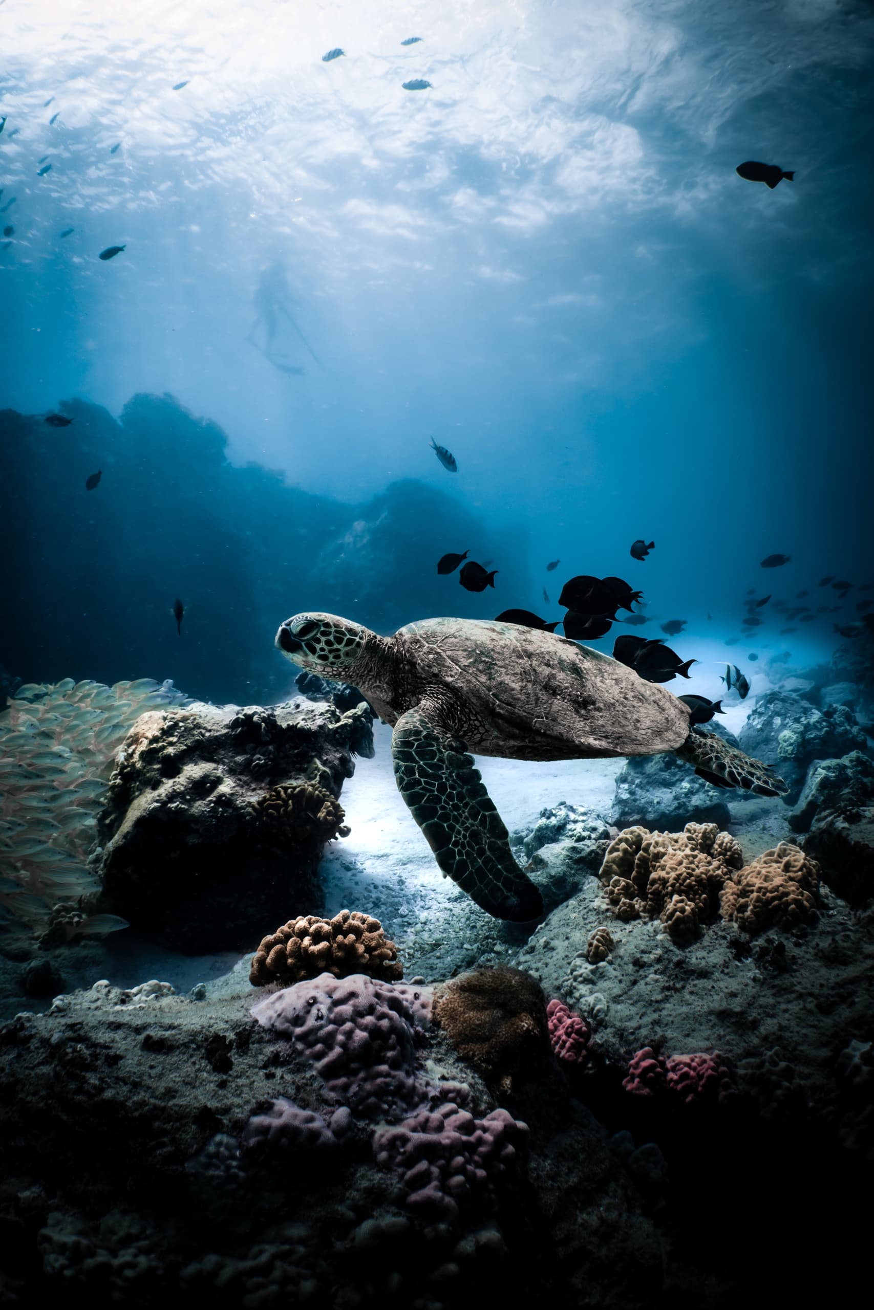 Turtle Canyon Snorkel Tour