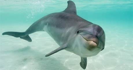 Dolphin Tours