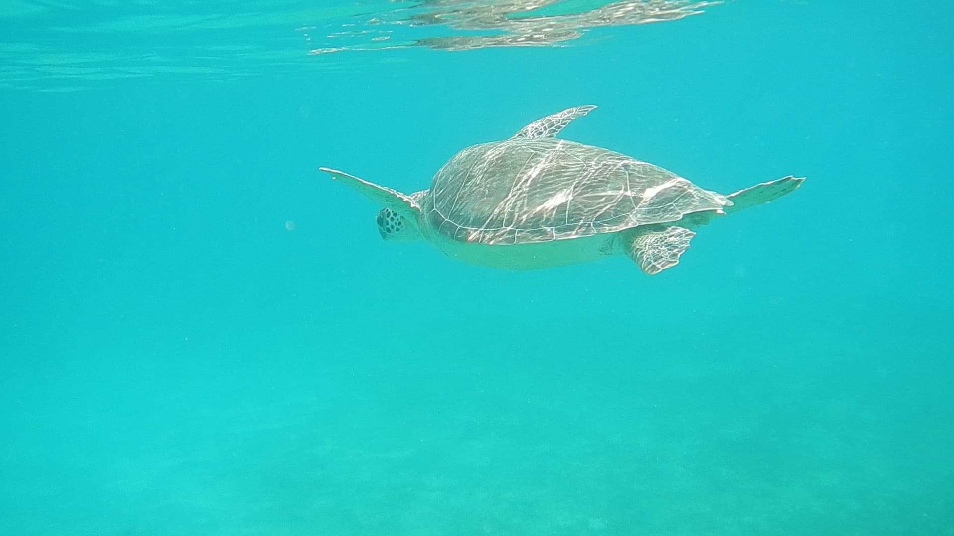 Half Day Charter