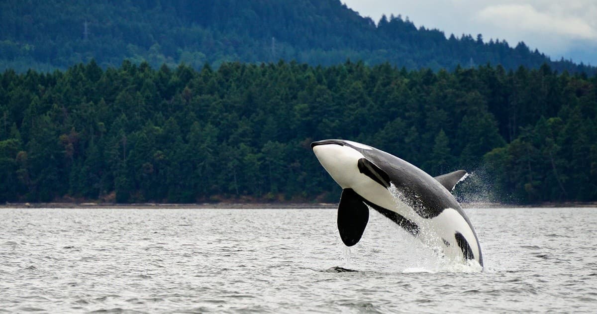 Best of Juneau
