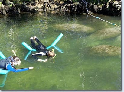 Manatee Swim Tour