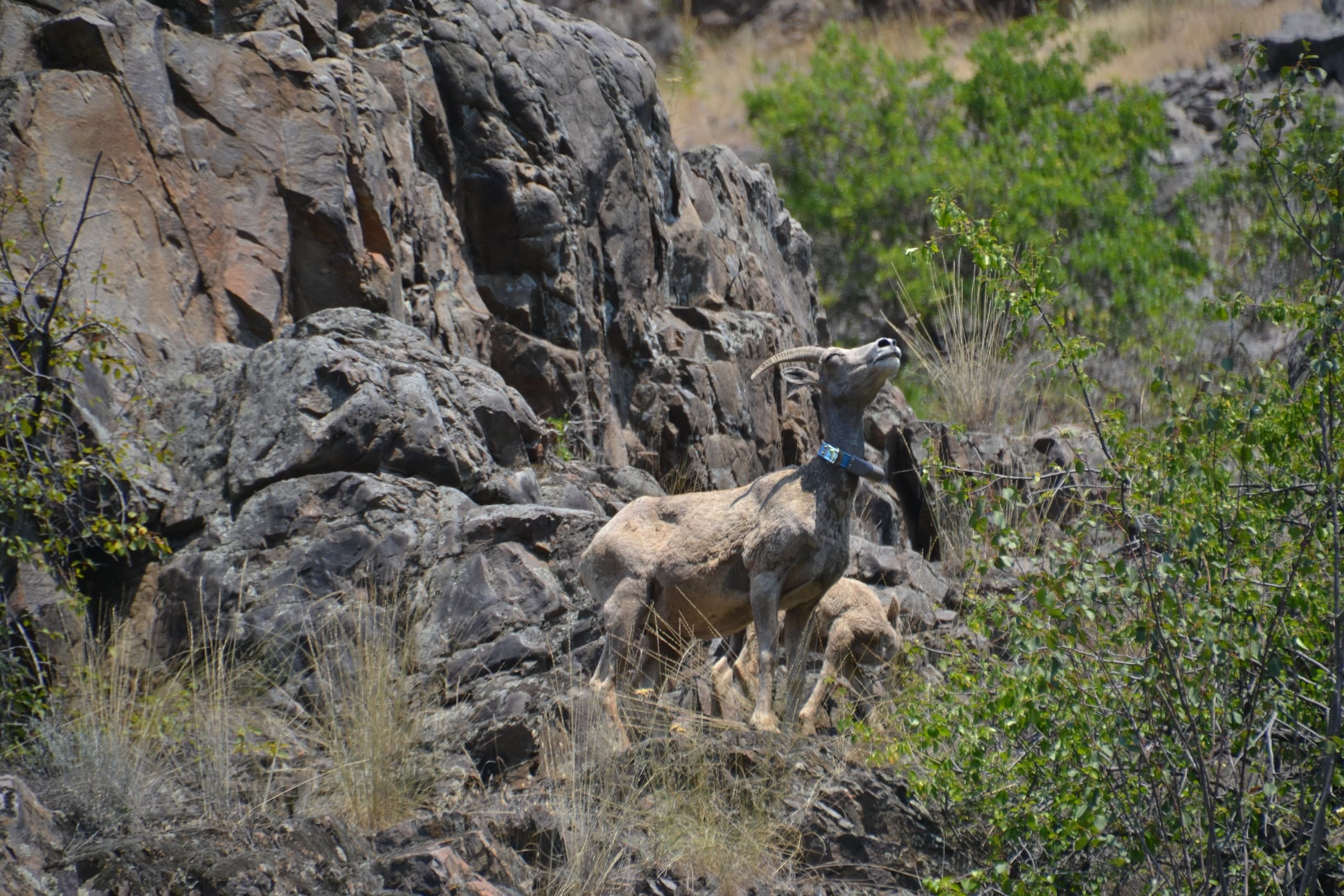 Hells Canyon Scenic Jet Boat Tour