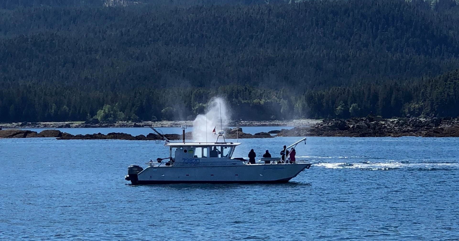 Whale Watching and Bear Search
