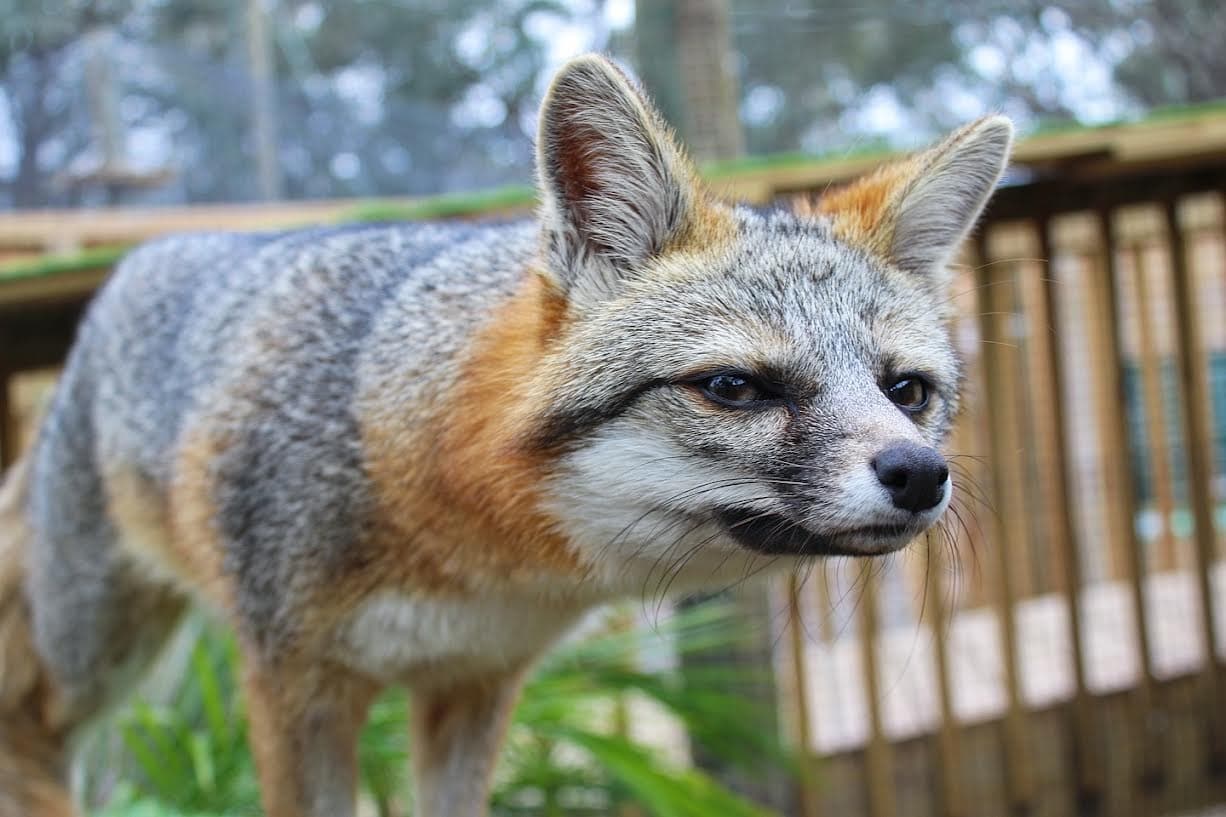 Fox Encounter (Temporarily Unavailable)