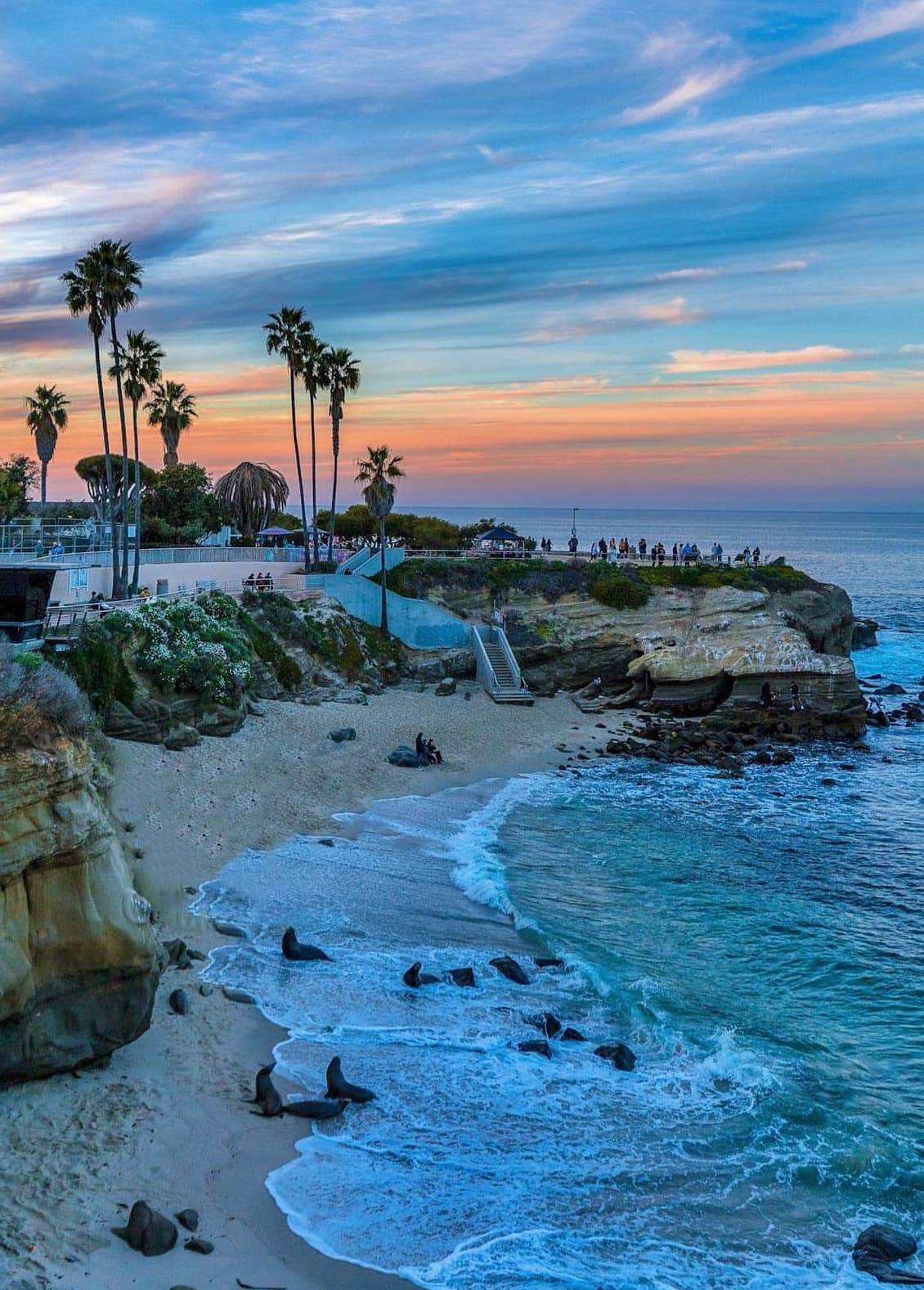 GUIDED La Jolla Cove SEA LION COLONY SCUBA Shore Diving Experience