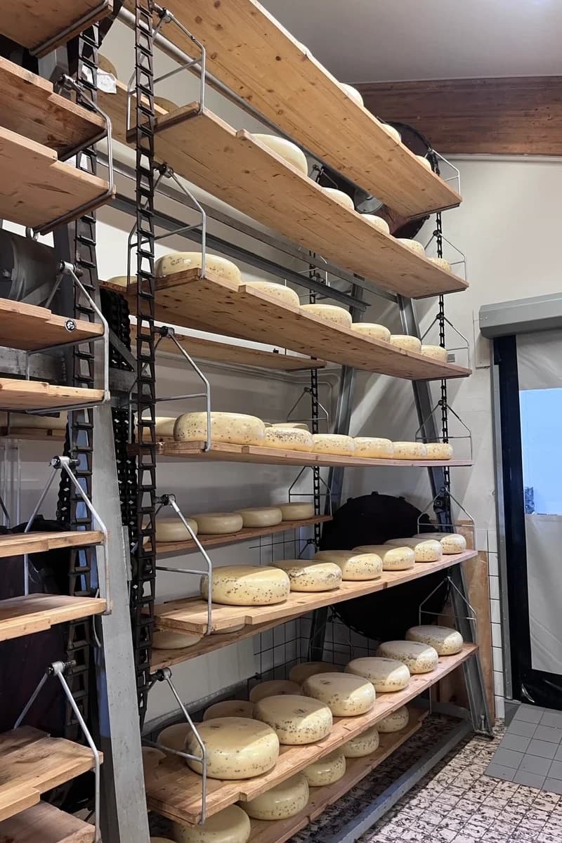 Cheese Farm Experience