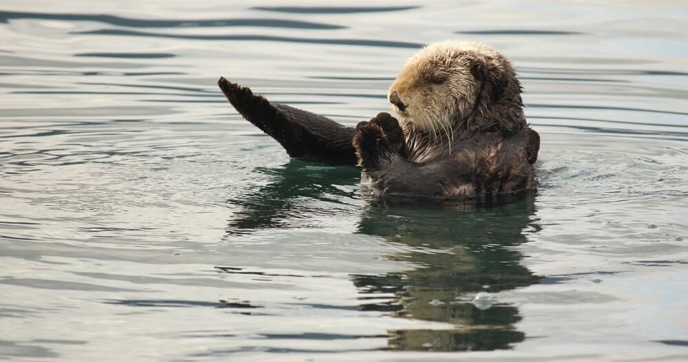 Scenic Wildlife Cruise