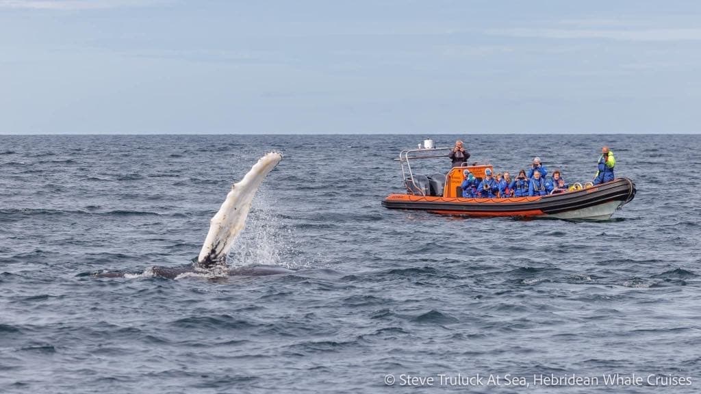 The Ultimate Skye and Raasay Wildlife Seafari (Dolphins, Seals and Whales)
