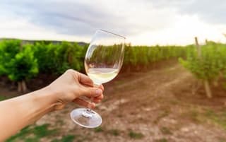 Views of the Vineyards